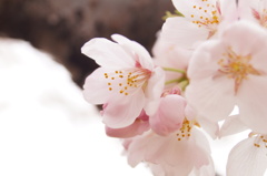150404__美人の桜~グランド~