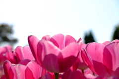 花__150426
