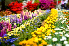 flower_150426