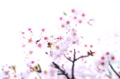 150406__ヒカリサクラ