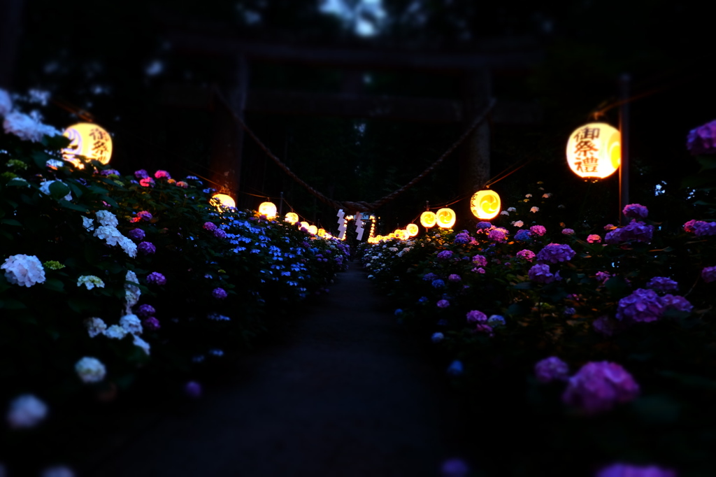 紫陽花灯