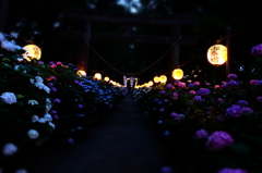 紫陽花灯