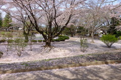 150412__桜海
