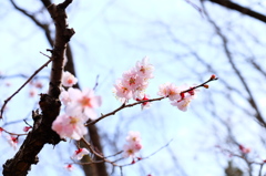 150328__桜2