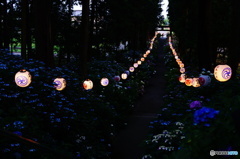 紫陽花祭り　磯山神社