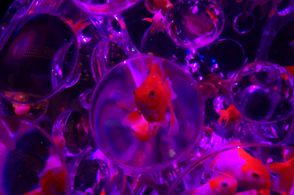 金魚2
