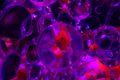 金魚2