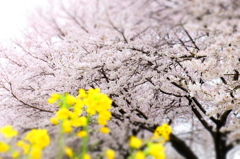 150404__おもちゃの菜の花、桜~二宮~