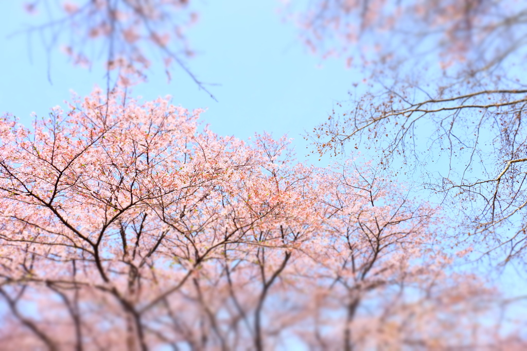 150412__空桜