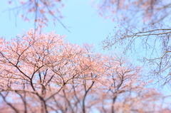 150412__空桜