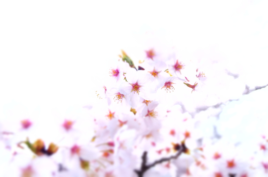 150406__ひかり桜