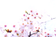 150406__ひかり桜