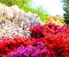 華火__150426