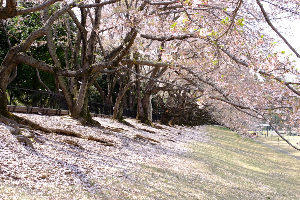 150412__桜絨毯