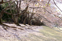 150412__桜絨毯