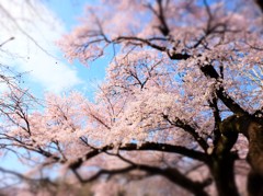 150406__おもちゃ桜サクラ