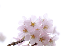 150404__桜ひかり~グランド~