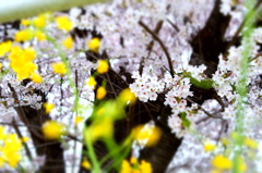 150404__菜の花と桜~二宮~