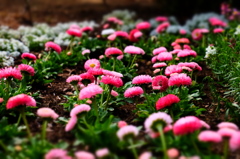 150314__おもちゃの花畑