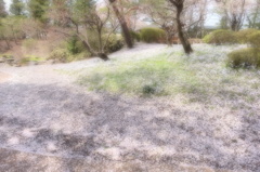 150412__サクラの潮騒