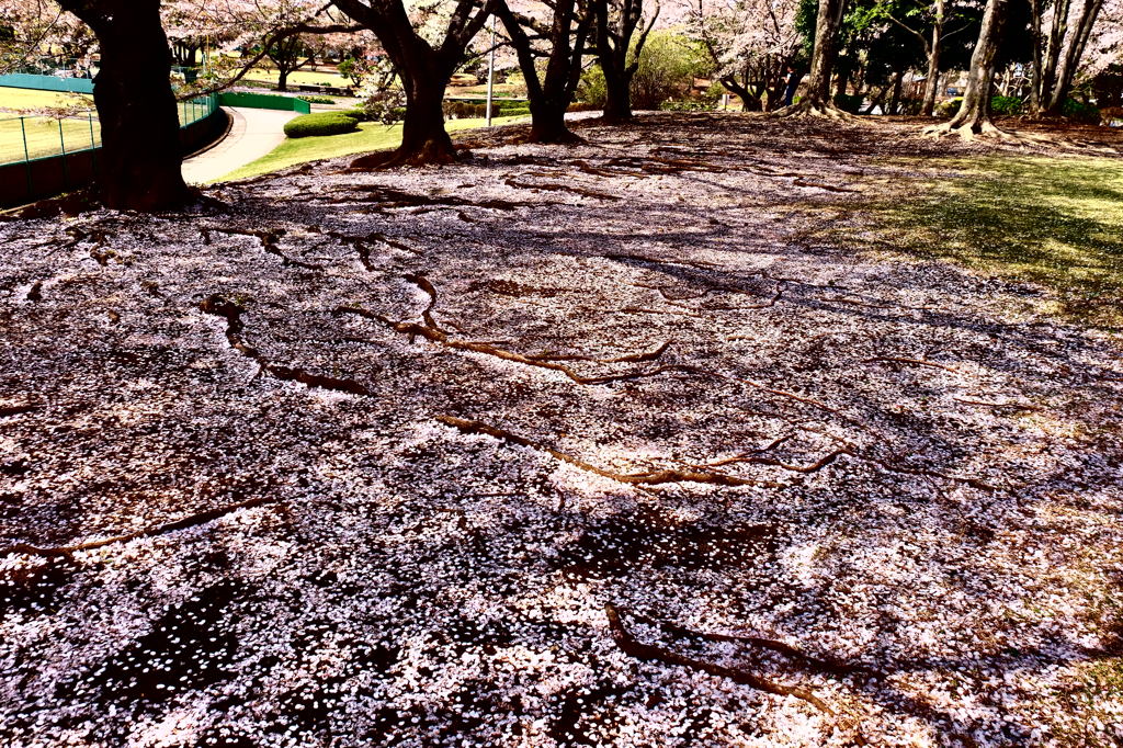 150412__地桜サクラ