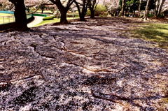 150412__地桜サクラ