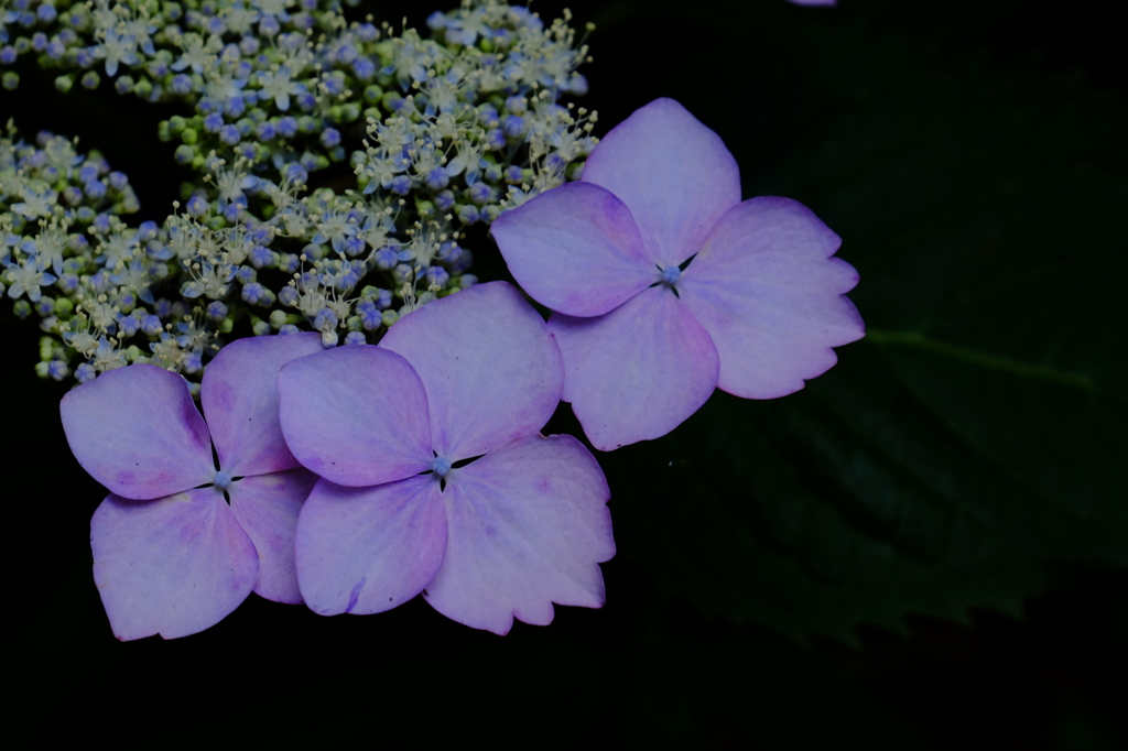 紫陽花