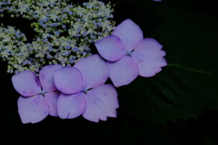 紫陽花