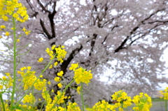 150404__菜の花と桜~二宮~