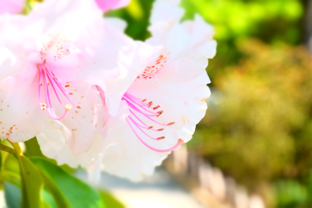 カワイイ華
