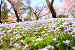 150412__おもちゃの春