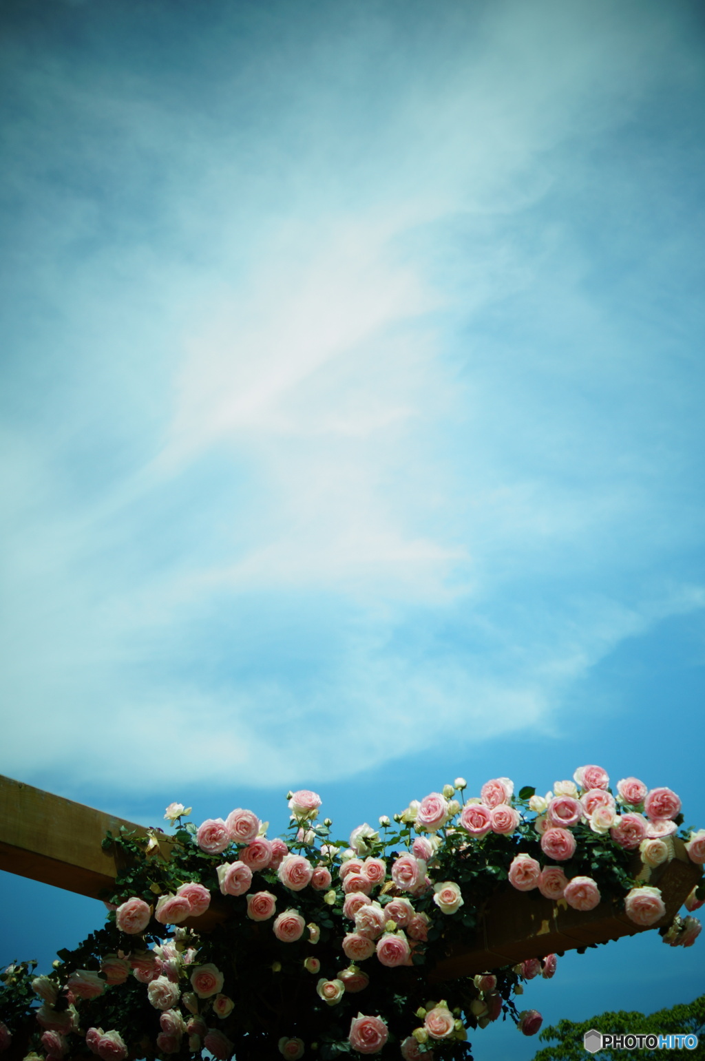 old rose