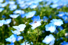 青色花2