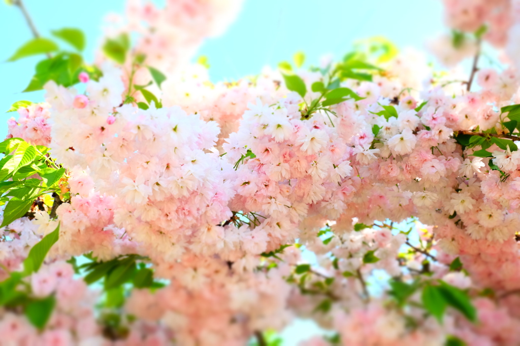 しだれ桜__150426