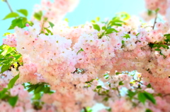 しだれ桜__150426