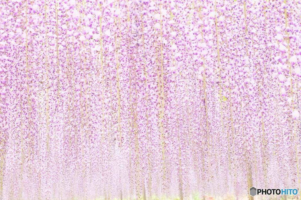 藤のカーテン