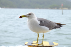 カモメ