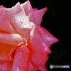 バラ__200517