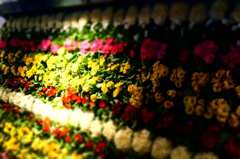 花光る