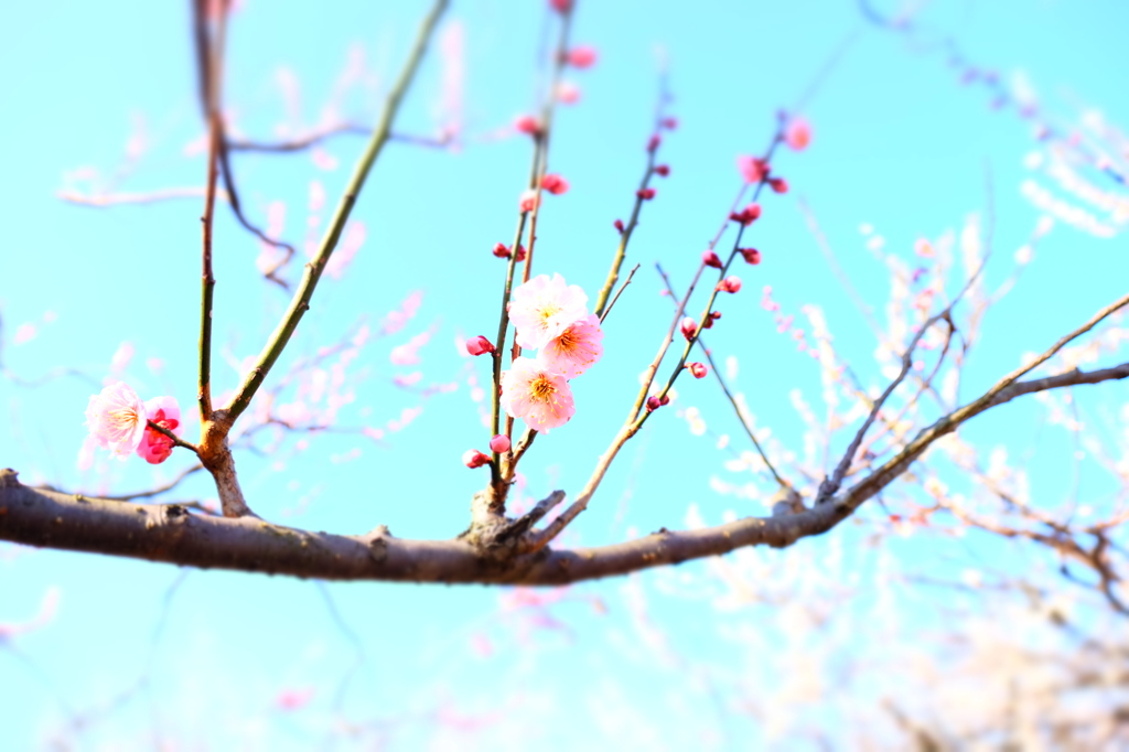 150321__梅‐お先に