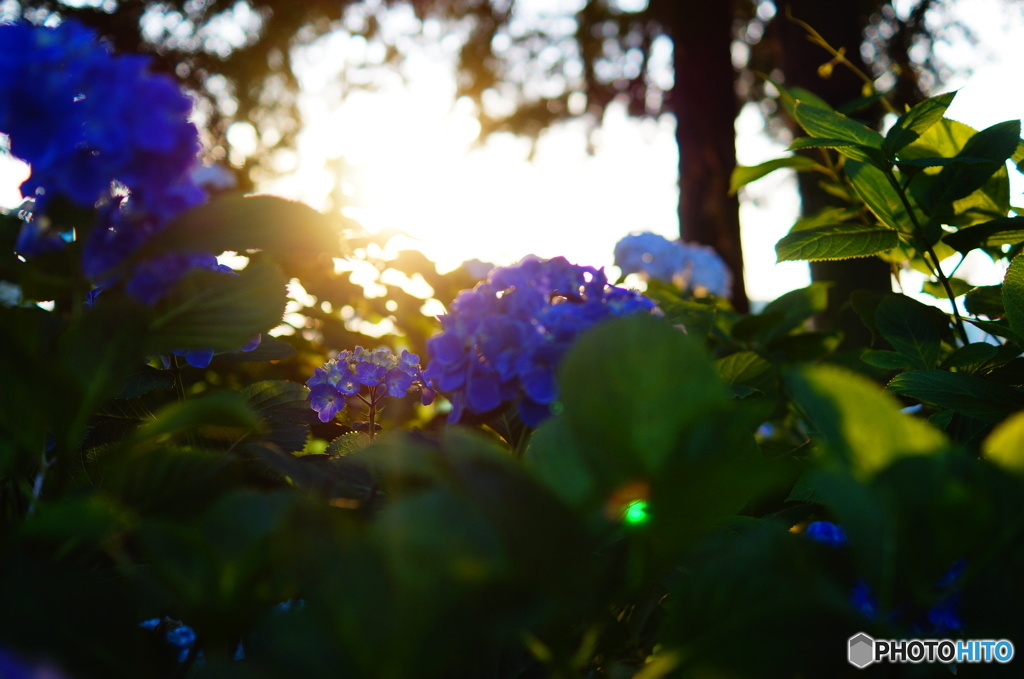 夕日と紫陽花