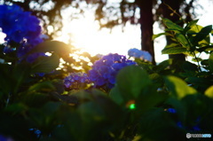 夕日と紫陽花