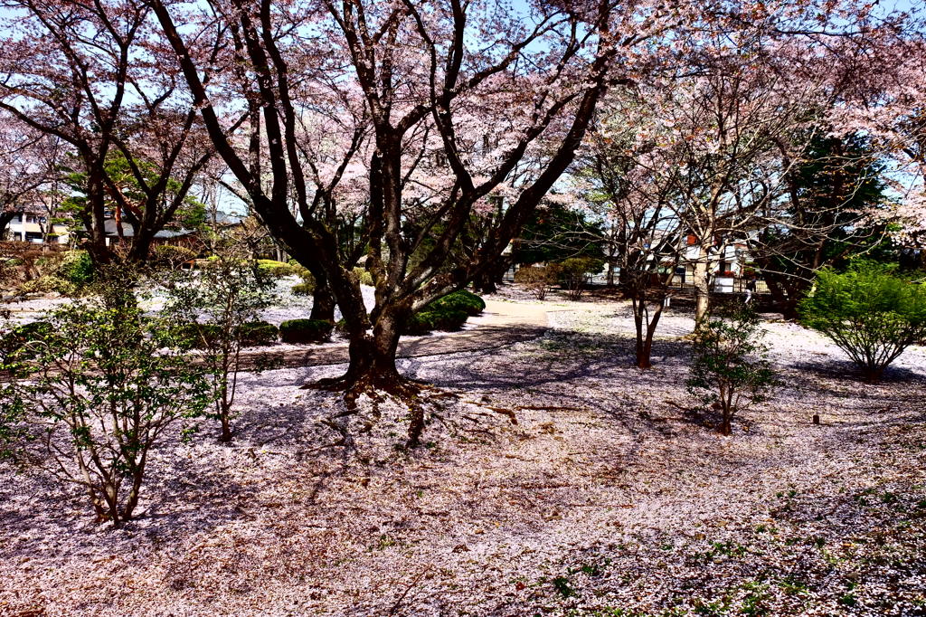 150412__サクラ雪