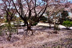 150412__サクラ雪