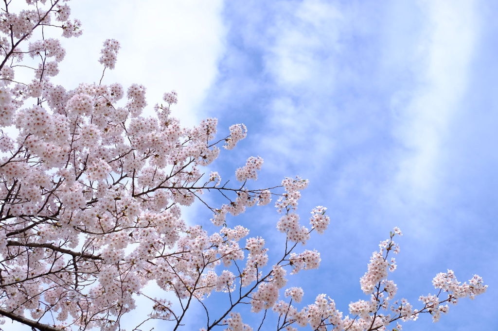 150406__青空桜華