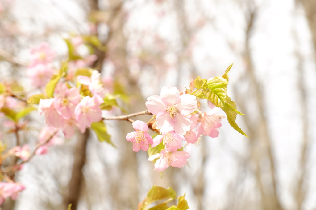 150328__桜1