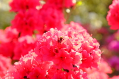 bee work_150426