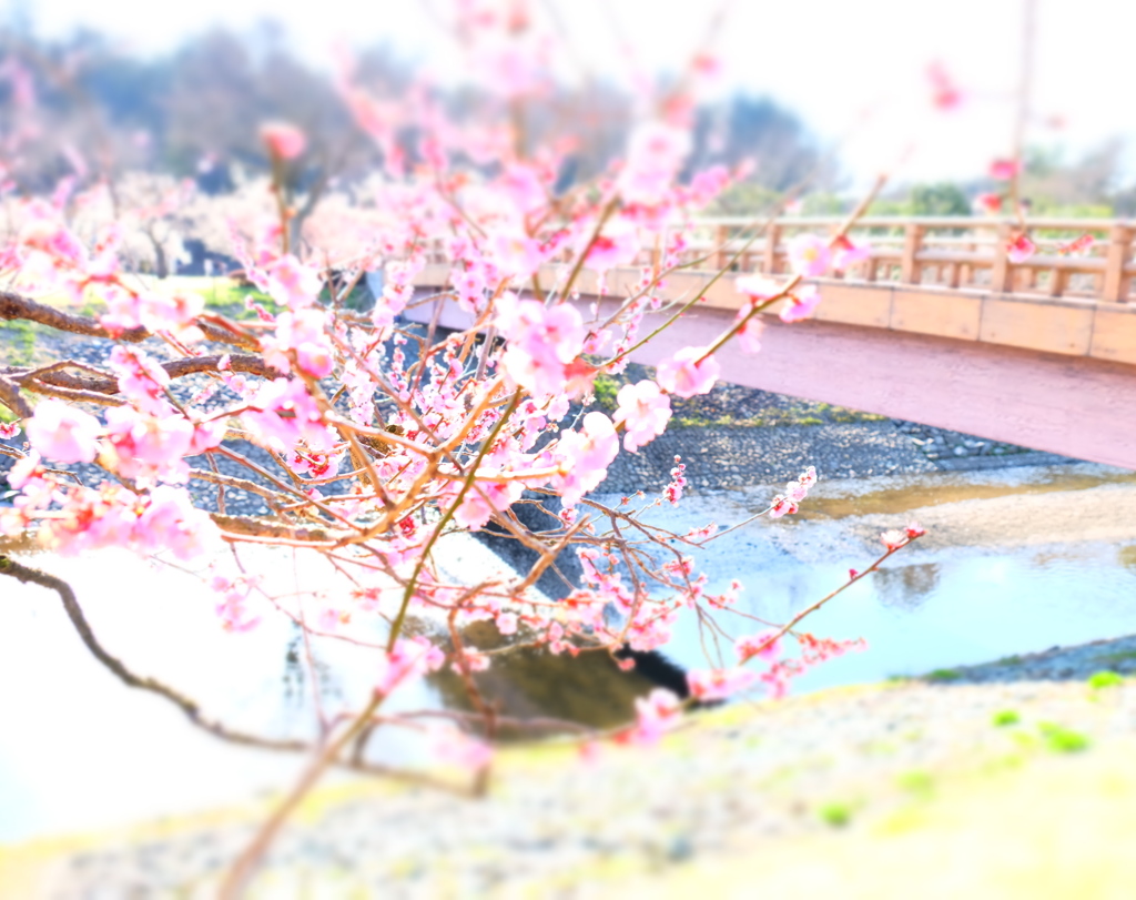 150321__梅と橋