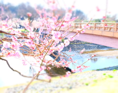 150321__梅と橋