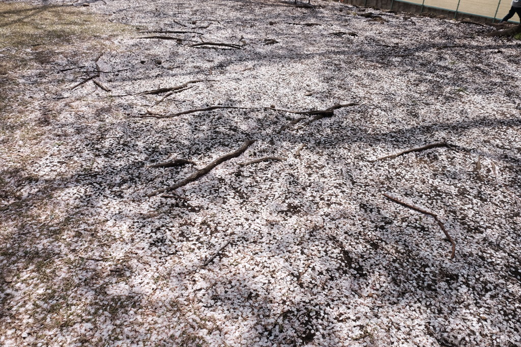 150412__地桜
